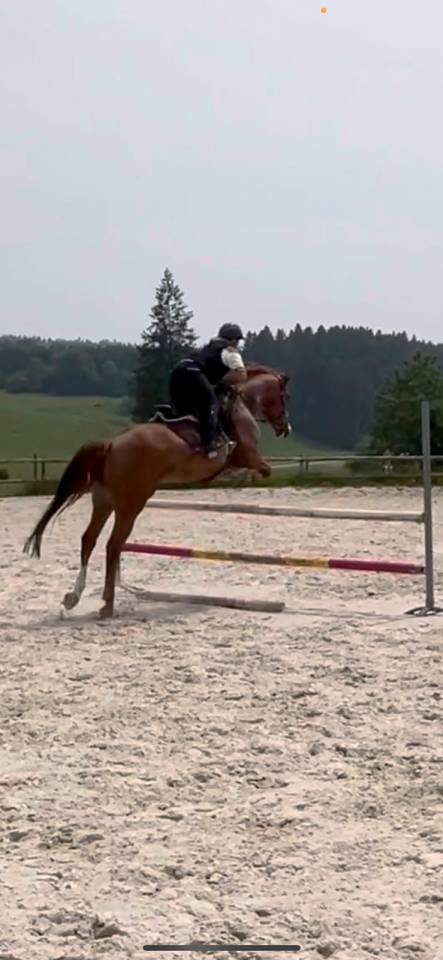 Mare Origin Recorded For sale 2018 Chesnut