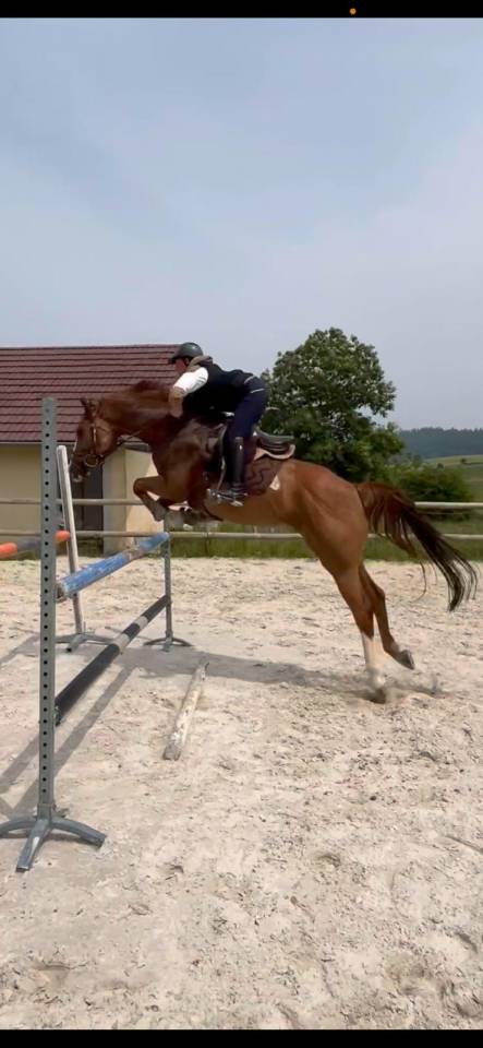 Mare Origin Recorded For sale 2018 Chesnut