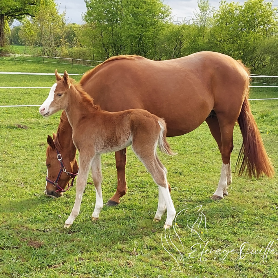 Gelding Welsh Part Bred For sale 2025 Chesnut