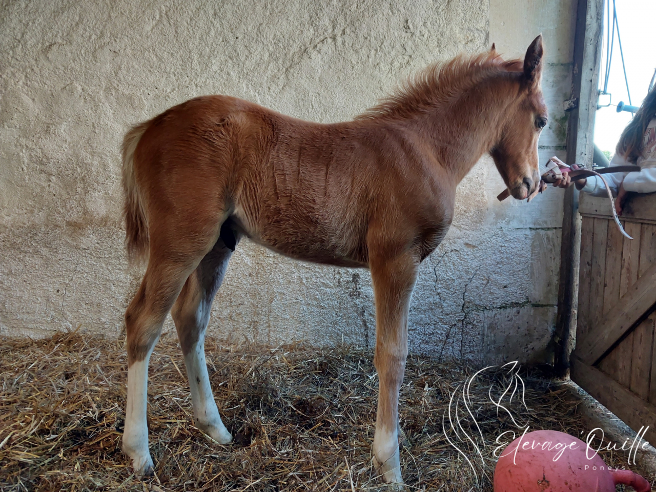 Gelding Welsh Part Bred For sale 2025 Chesnut