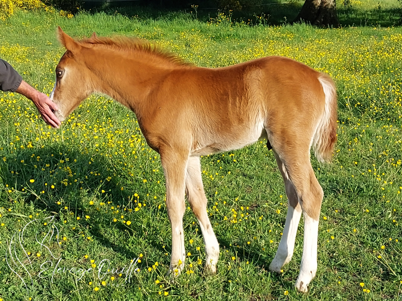 Gelding Welsh Part Bred For sale 2025 Chesnut