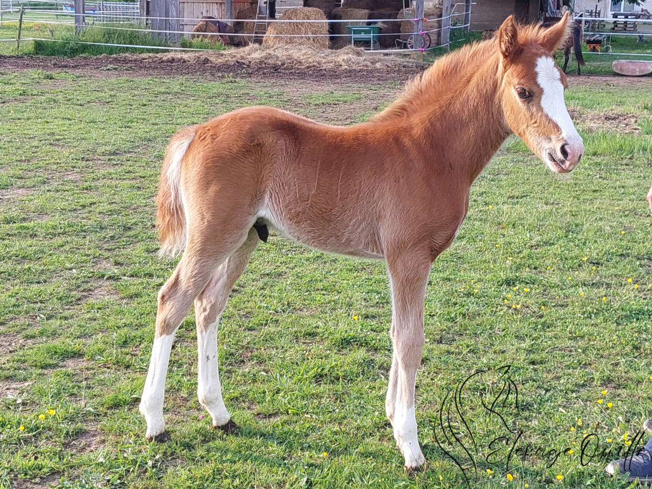Gelding Welsh Part Bred For sale 2025 Chesnut