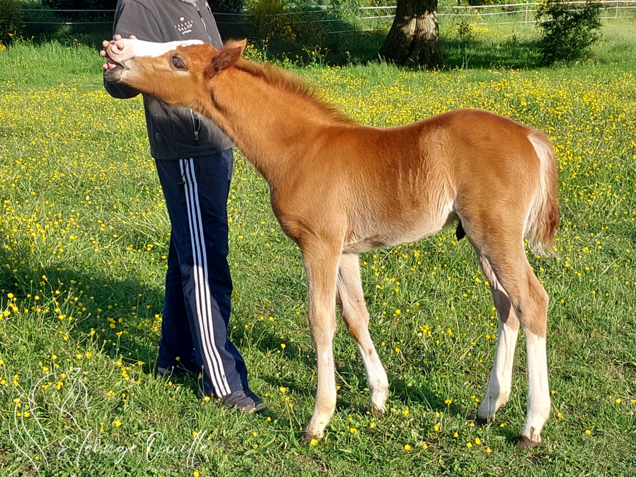 Gelding Welsh Part Bred For sale 2025 Chesnut