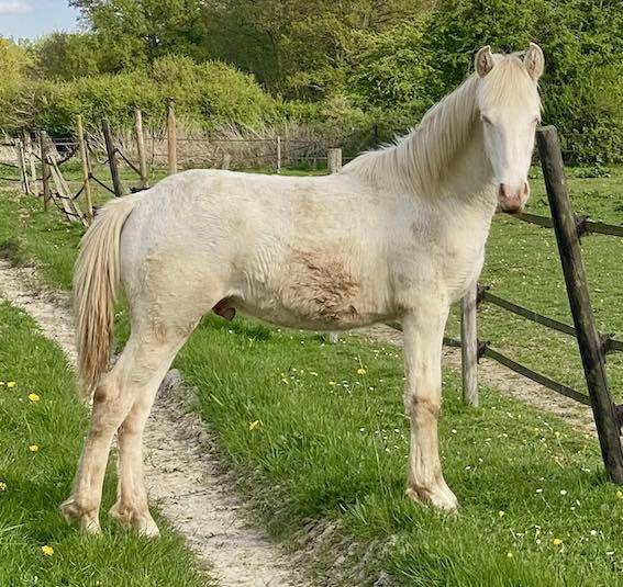 Colt Other Pony Breed For sale 2024 Perlino