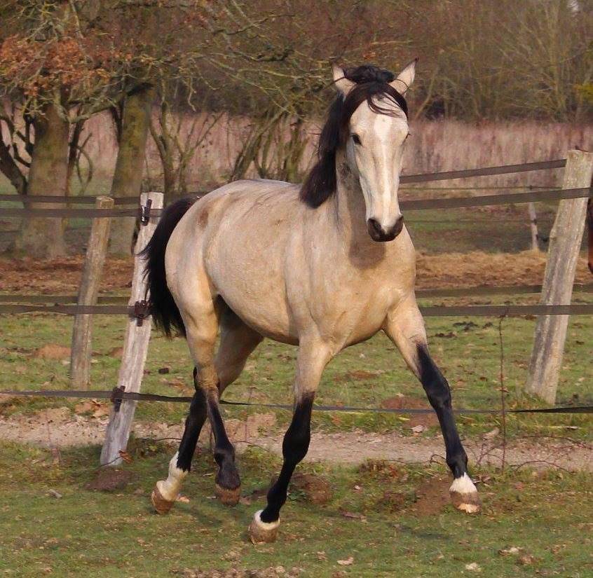 Colt Other Pony Breed For sale 2024 Perlino