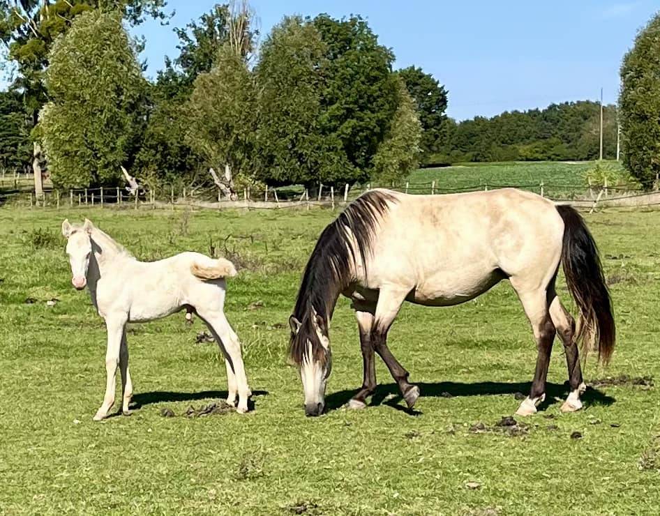 Colt Other Pony Breed For sale 2024 Perlino