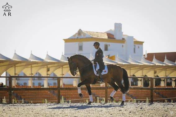 Colt Other Pony Breed For sale 2024 Perlino