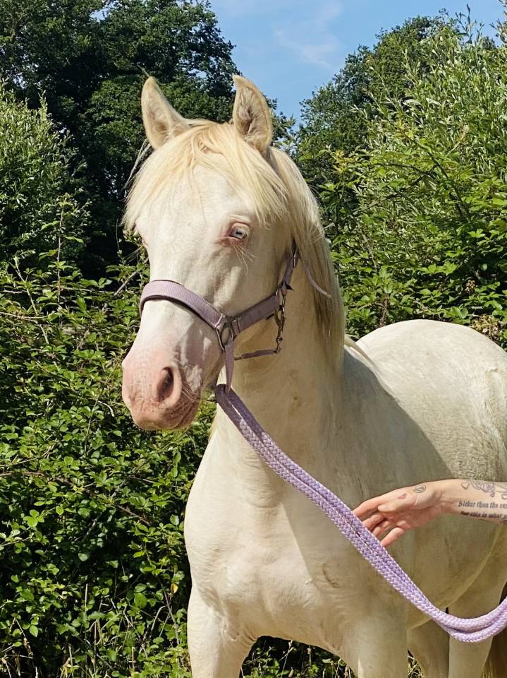 Colt Other Pony Breed For sale 2024 Perlino