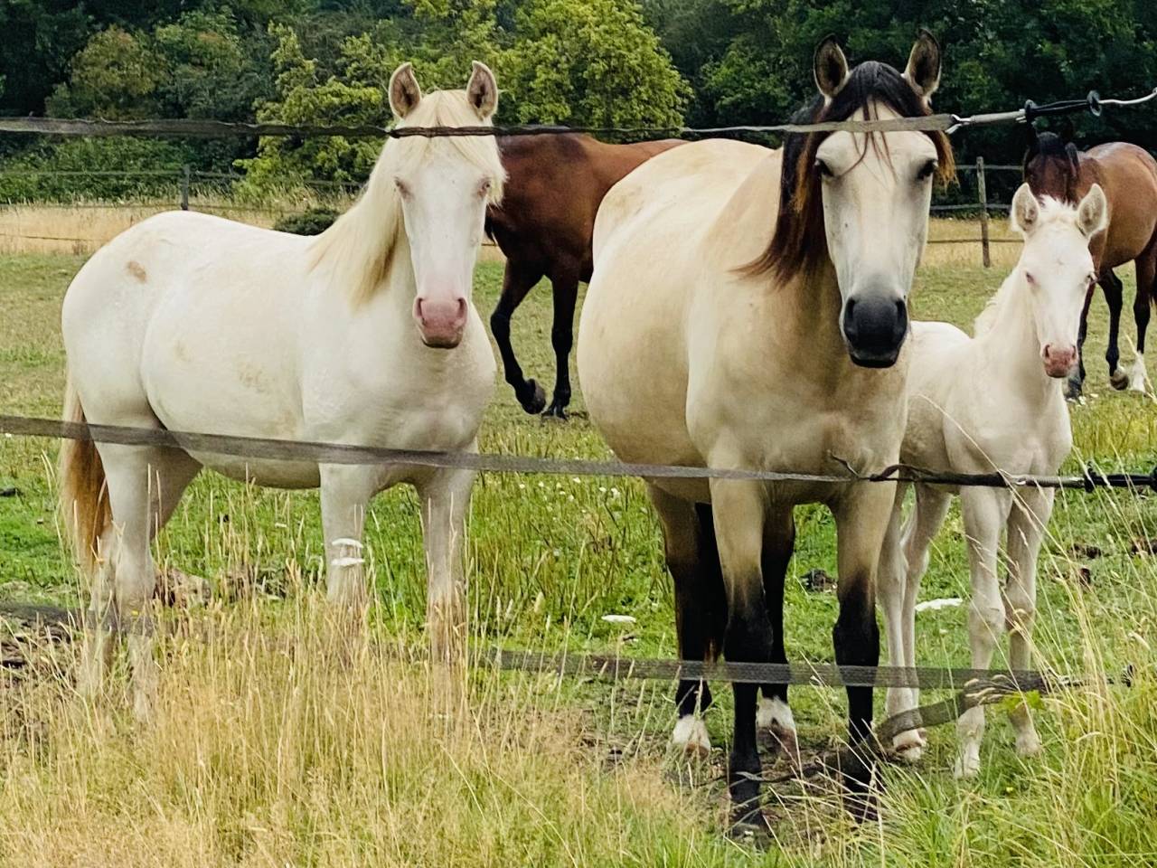 Colt Other Pony Breed For sale 2024 Perlino