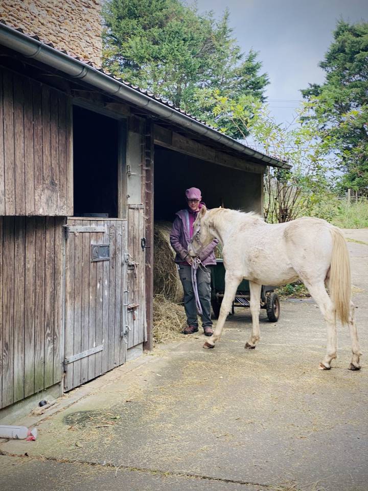 Colt Other Pony Breed For sale 2024 Perlino