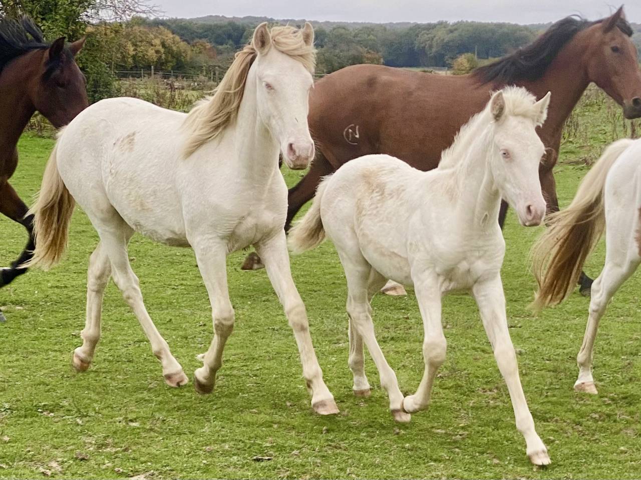 Colt Other Pony Breed For sale 2024 Perlino