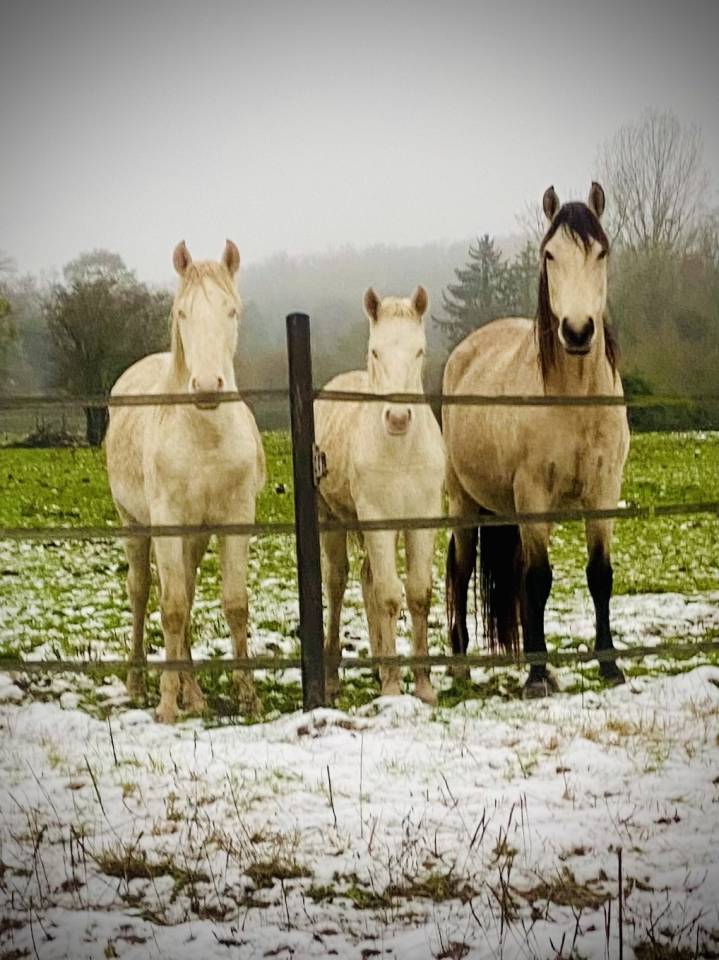 Colt Other Pony Breed For sale 2024 Perlino