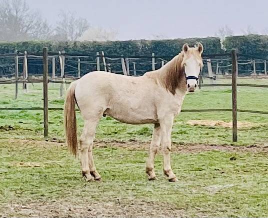 Colt Other Pony Breed For sale 2024 Perlino