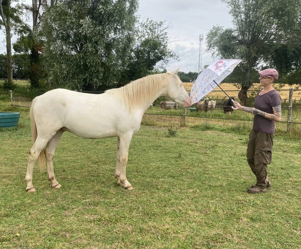 Gelding Other Pony Breed For sale 2024 Perlino