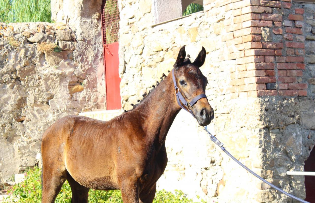 Colt Cheval de Selle Italien For sale 2025 Dark Bay