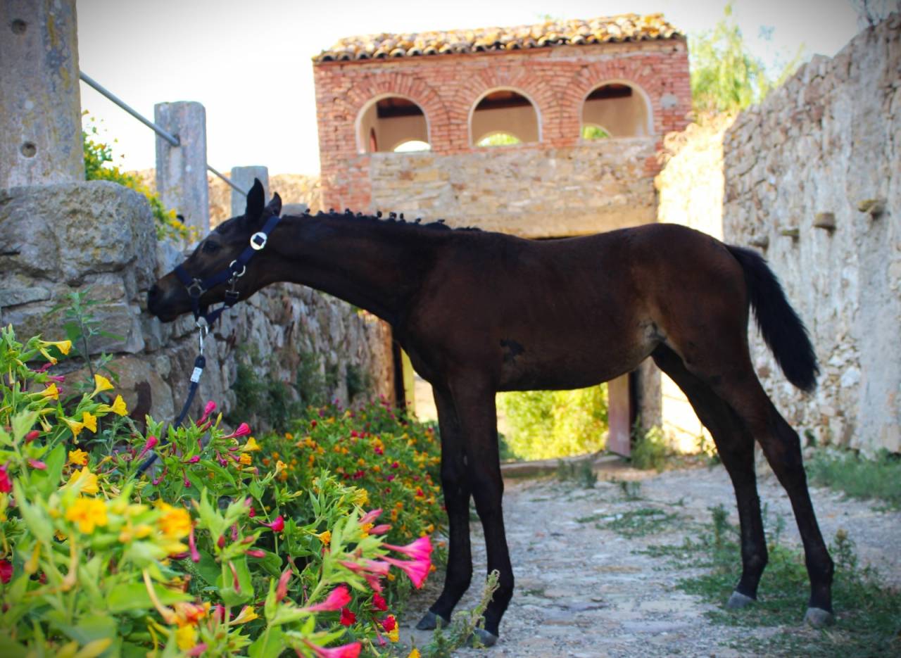 Colt Cheval de Selle Italien For sale 2025 Dark Bay