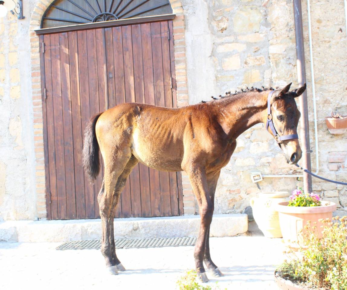 Colt Cheval de Selle Italien For sale 2025 Dark Bay