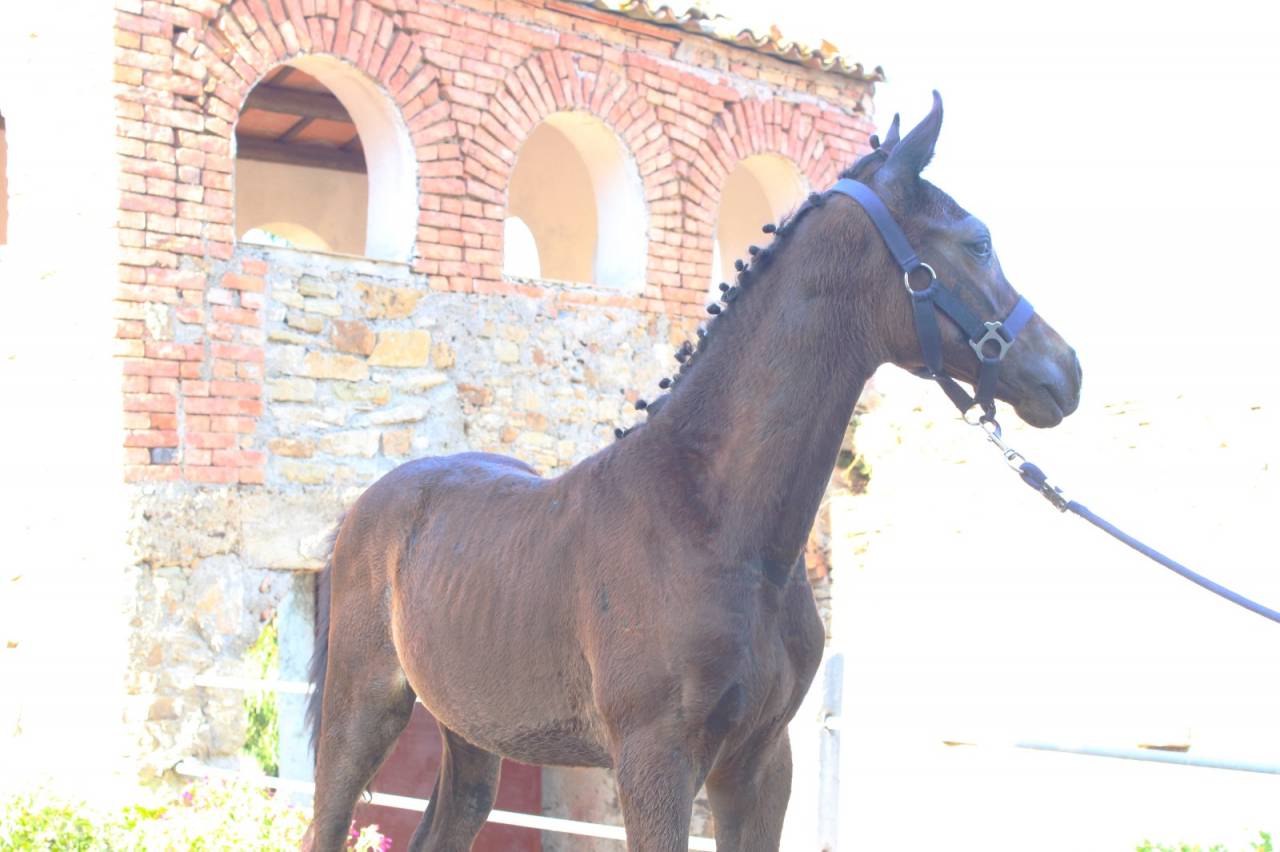 Colt Cheval de Selle Italien For sale 2025 Dark Bay