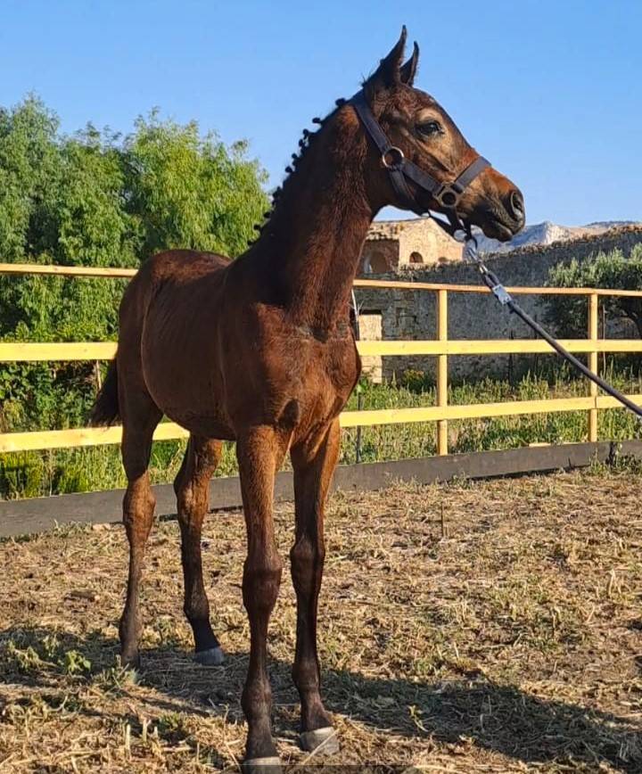 Colt Cheval de Selle Italien For sale 2025 Dark Bay