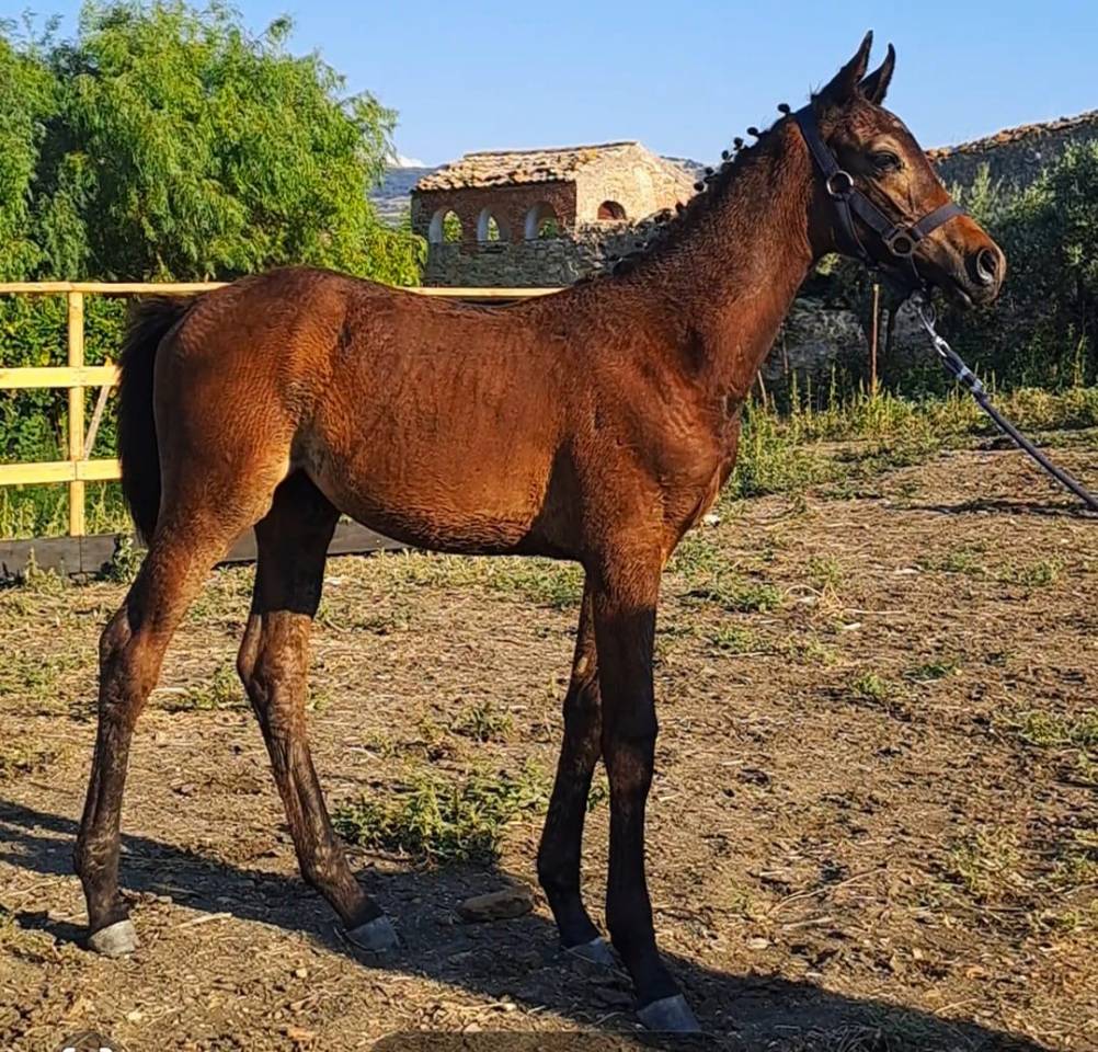 Colt Cheval de Selle Italien For sale 2025 Dark Bay