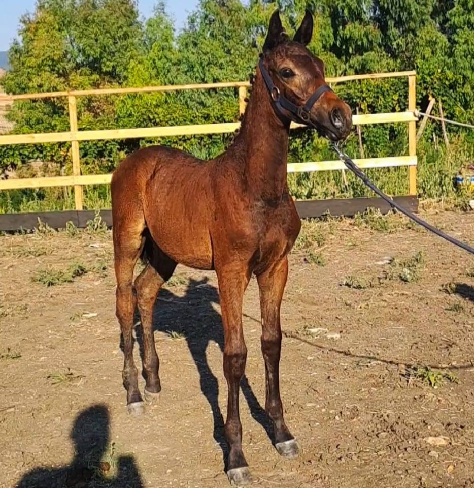 Colt Cheval de Selle Italien For sale 2025 Dark Bay