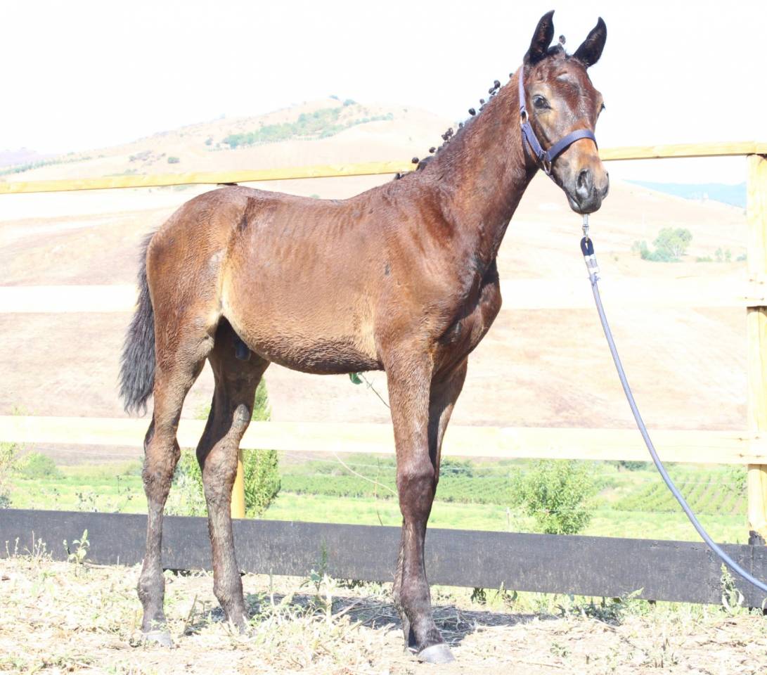 Colt Cheval de Selle Italien For sale 2025 Dark Bay