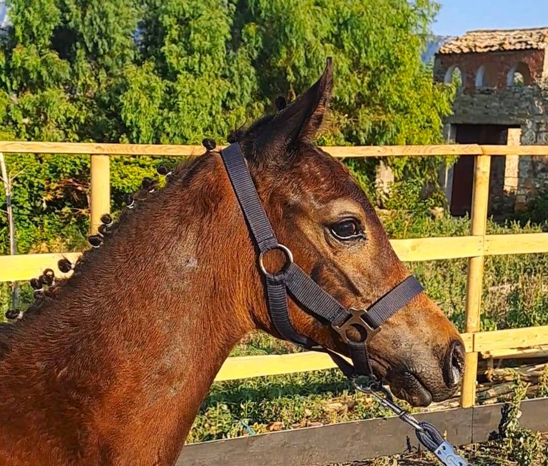 Colt Cheval de Selle Italien For sale 2025 Dark Bay