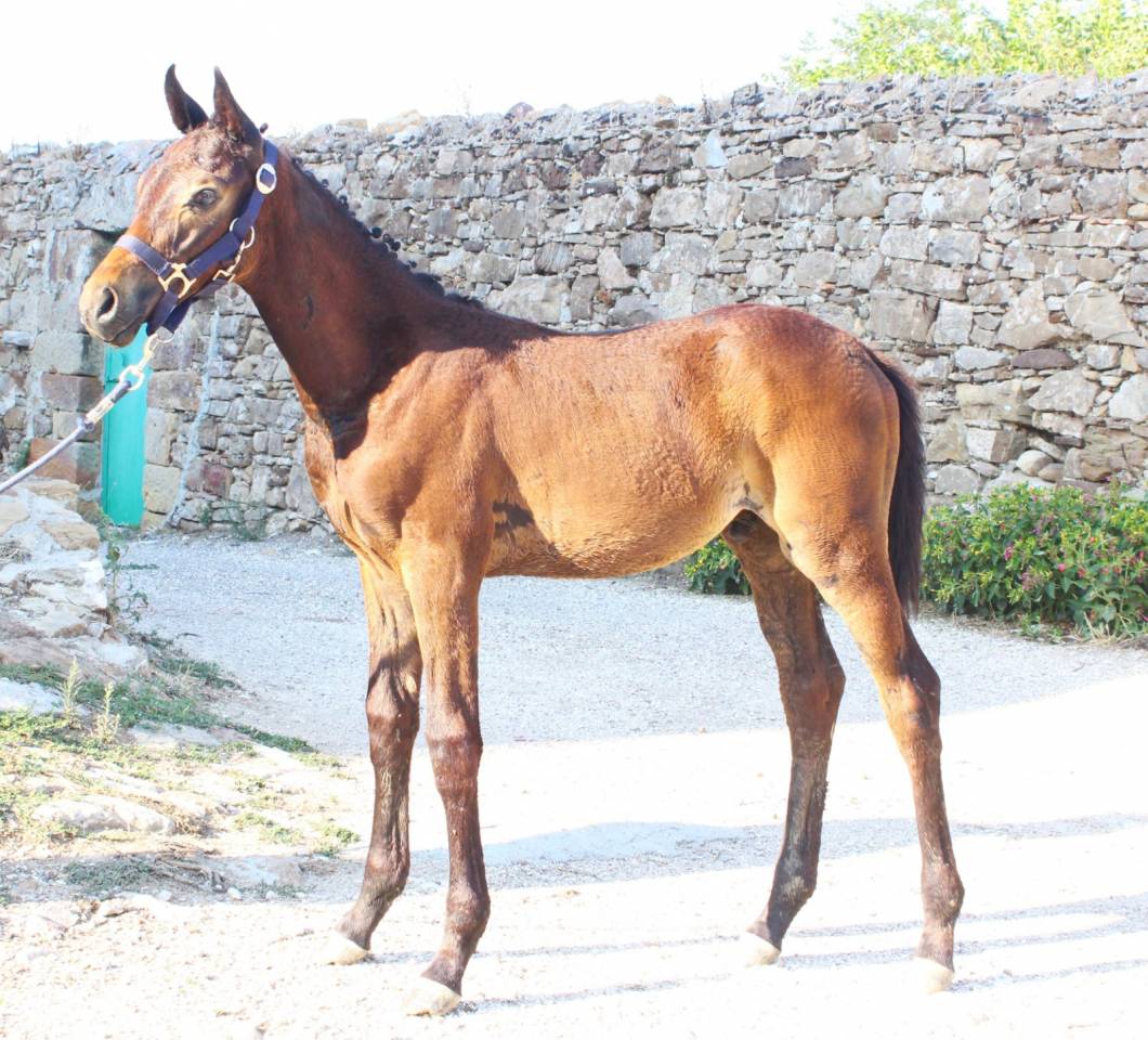 Colt Cheval de Selle Italien For sale 2025 Dark Bay