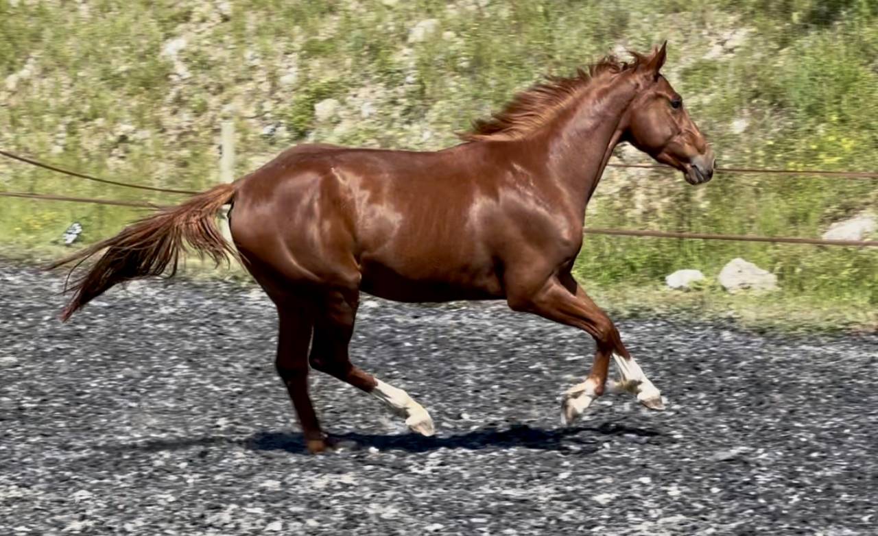 Mare Selle Français For sale 2022 Chesnut
