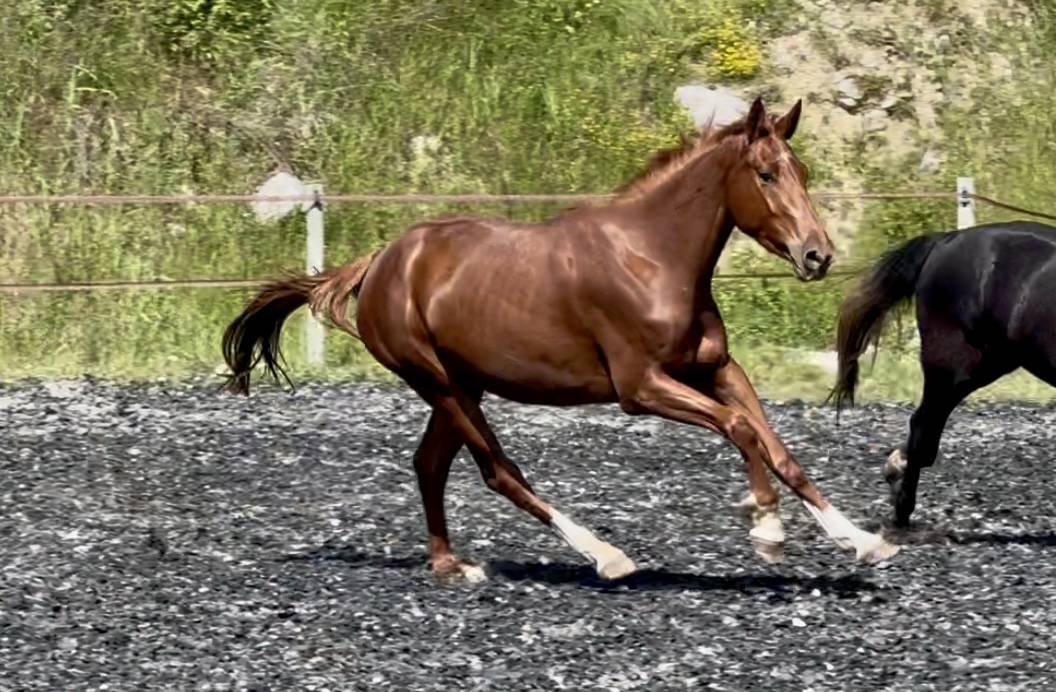 Mare Selle Français For sale 2022 Chesnut
