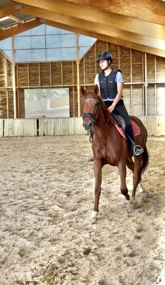 Mare Selle Français For sale 2022 Chesnut