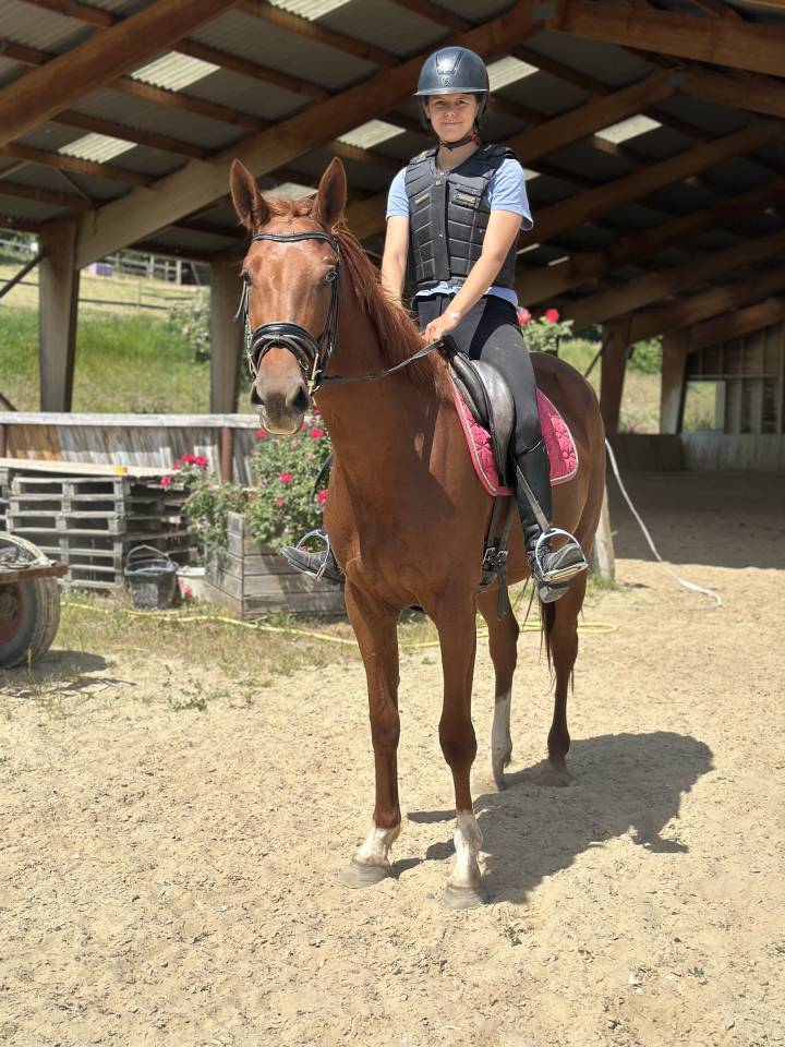 Mare Selle Français For sale 2022 Chesnut