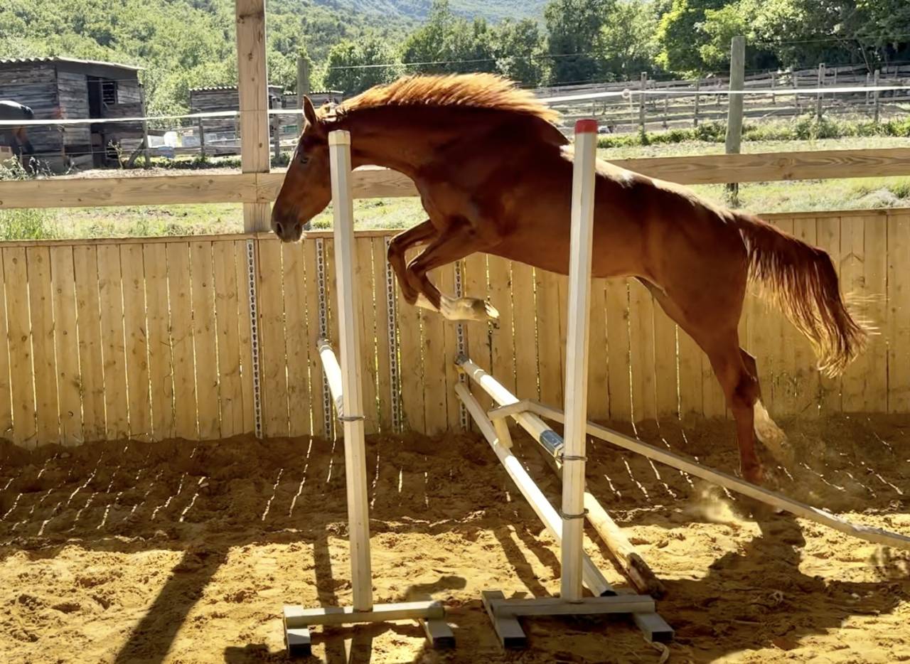 Mare Selle Français For sale 2022 Chesnut