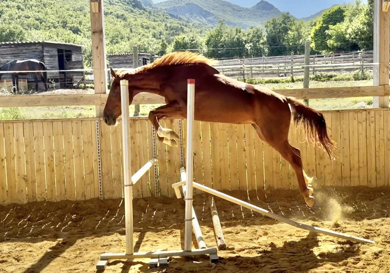 Mare Selle Français For sale 2022 Chesnut