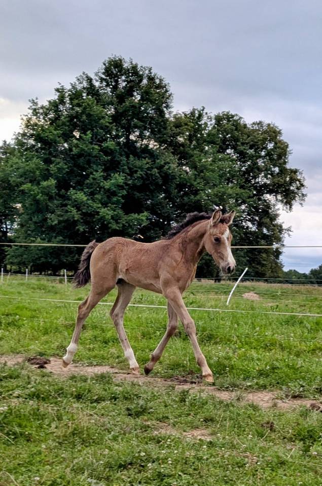 Colt French Saddle Pony For sale 2025 Buckskin