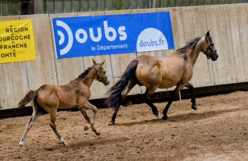 Colt French Saddle Pony For sale 2025 Buckskin
