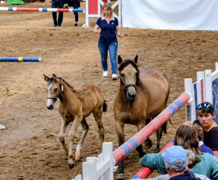 Colt French Saddle Pony For sale 2025 Buckskin