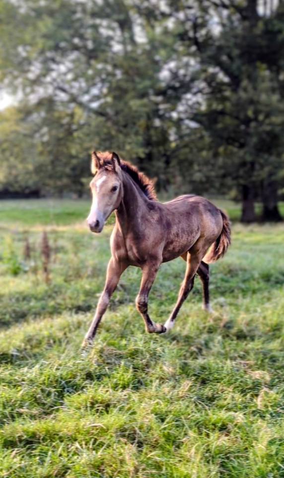 Colt French Saddle Pony For sale 2025 Buckskin