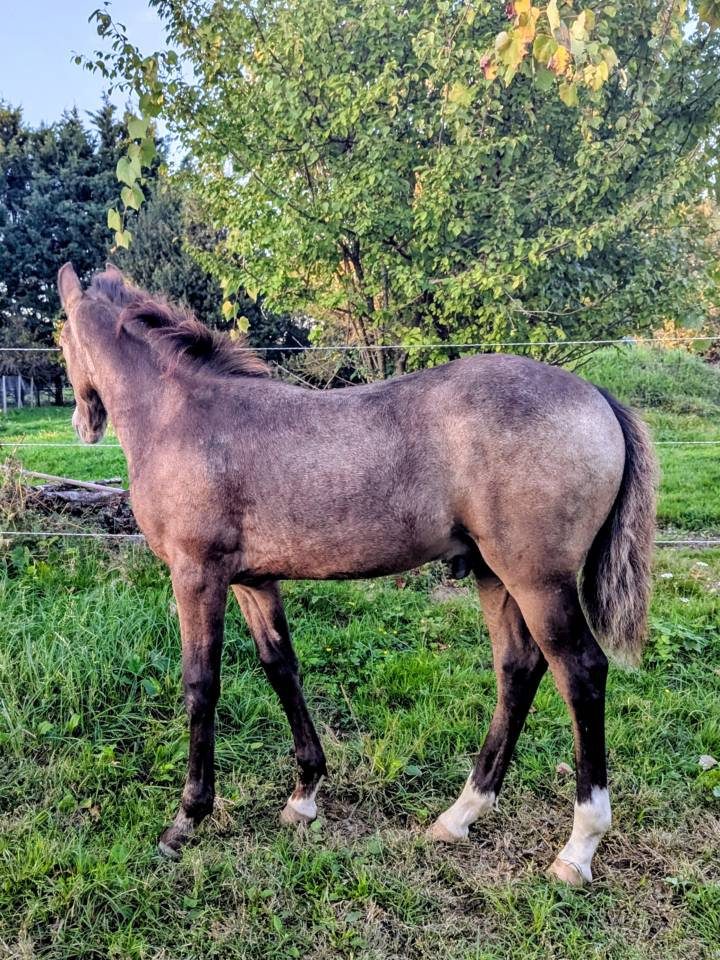 Colt French Saddle Pony For sale 2025 Buckskin