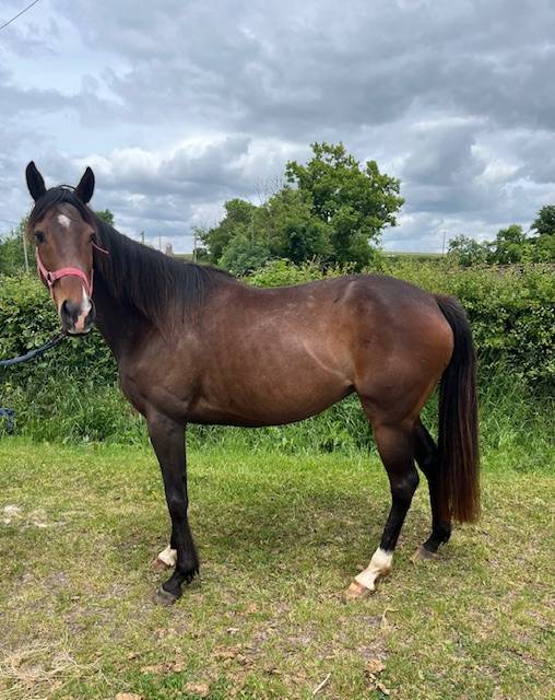 Broodmare Thoroughbred For sale 2019 Bay