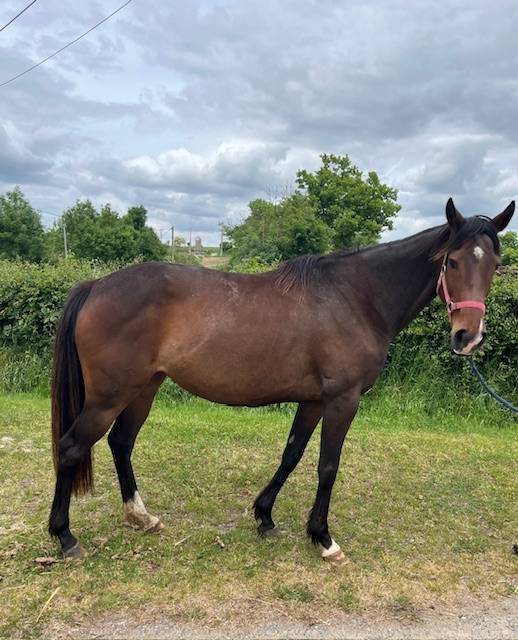 Broodmare Thoroughbred For sale 2019 Bay