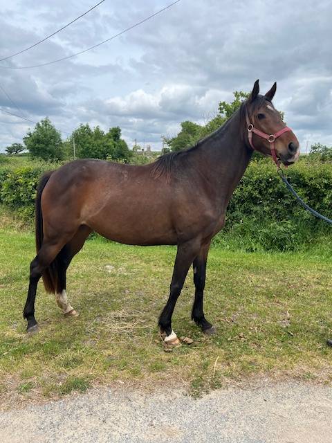 Broodmare Thoroughbred For sale 2019 Bay