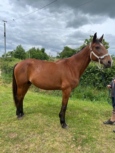 Broodmare French Trotter For sale 2014 Bay