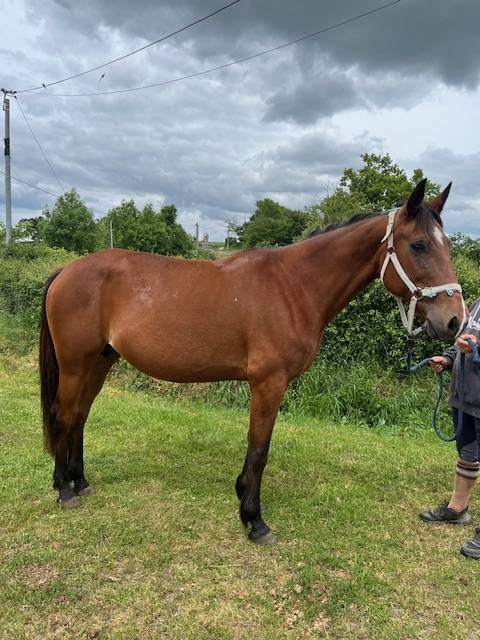 Broodmare French Trotter For sale 2014 Bay