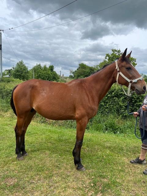 Broodmare French Trotter For sale 2014 Bay