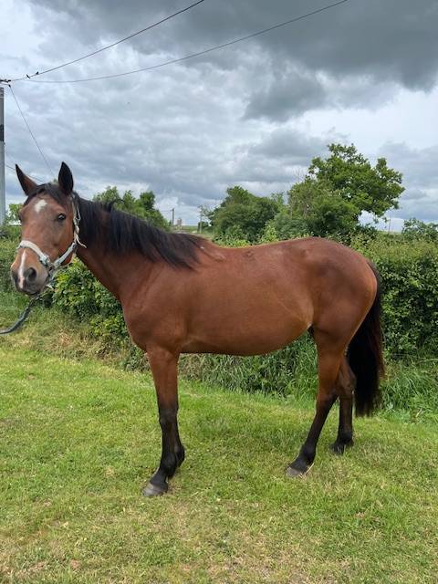 Broodmare French Trotter For sale 2014 Bay