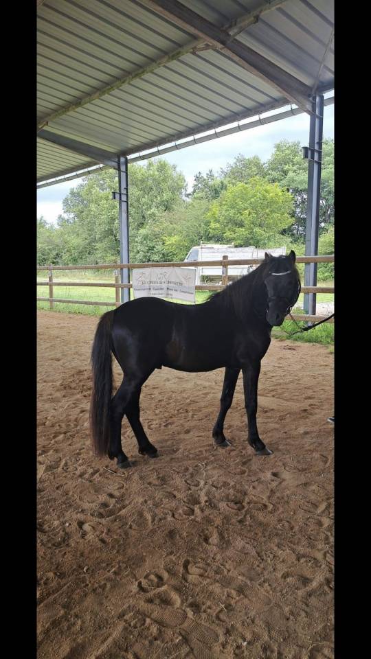 MUFFIN D'ASH - Dartmoor 2022