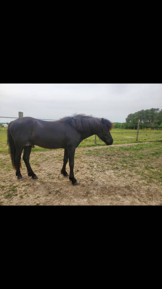 MUFFIN D'ASH - Dartmoor 2022