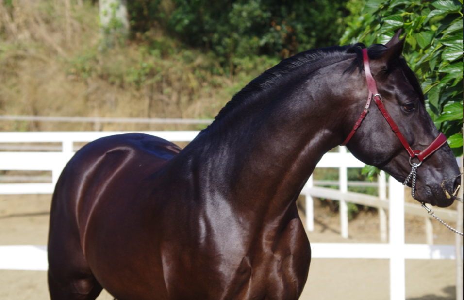 Gelding PRE Pure Spanish Bred For sale 2014 Black