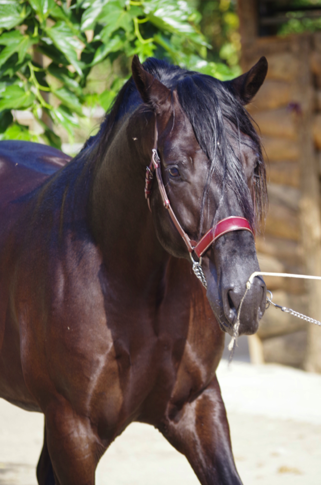 Gelding PRE Pure Spanish Bred For sale 2014 Black